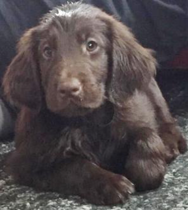 Therapiehündin Lotte, ein Flatcoated Retriever